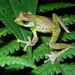 Quang’s Tree Frog - Photo (c) WWF-Vietnam, some rights reserved (CC BY-NC-SA)