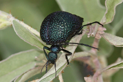 Cysteodemus wislizeni LeConte, 1851