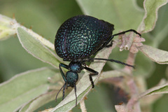 Cysteodemus wislizeni