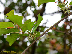 Actinidia rufa