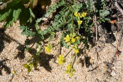 Rorippa subumbellata