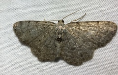 Aethalura intertexta