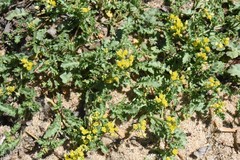 Rorippa subumbellata