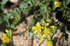 Rorippa subumbellata