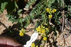 Rorippa subumbellata