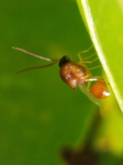 Eucharitidae