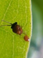 Eucharitidae