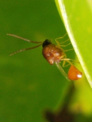 Eucharitidae