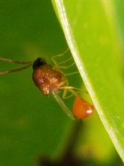 Eucharitidae