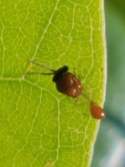 Eucharitidae