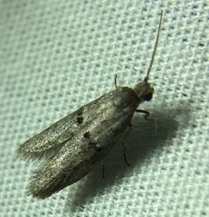 Wockia asperipunctella