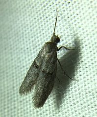 Wockia asperipunctella