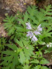 Hydrophyllum occidentale