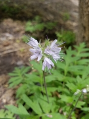 Hydrophyllum occidentale