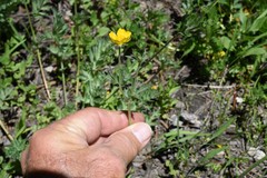 Potentilla breweri