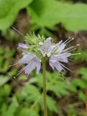 Hydrophyllum occidentale