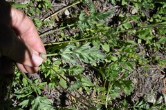 Potentilla breweri