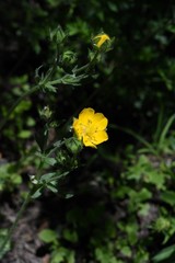 Potentilla breweri