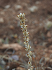 Duarte Frade, CC BY, iNaturalist via GBIF Plantago albicans, photograph Duarte Frade, CC BY, iNaturalist via GBIF