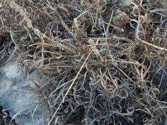 Duarte Frade, CC BY, iNaturalist via GBIF Plantago albicans, photograph Duarte Frade, CC BY, iNaturalist via GBIF