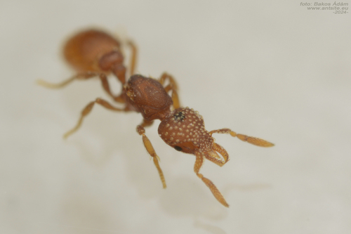 Strumigenys argiolaStrumigenys argiola