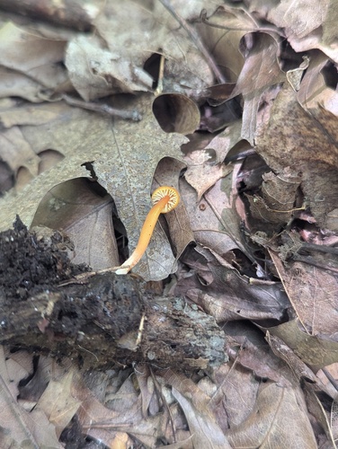 Hygrocybe parvula