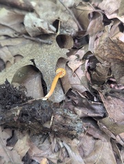 Hygrocybe parvula
