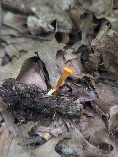 Hygrocybe parvula (Photo 3 of 3)