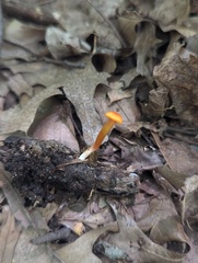 Hygrocybe parvula (Photo 3 of 3)