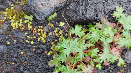Image of Potentilla vulcanicola by no rights reserved