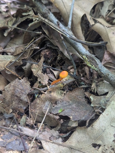 Hygrocybe parvula (Photo 2 of 3)