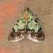 Dimorphic Macalla Moth - Photo (c) Dave Wendelken, some rights reserved (CC BY-NC), uploaded by Dave Wendelken