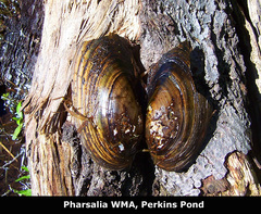 Pyganodon grandis