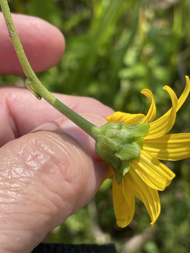 Image of Helianthus atrorubens by no rights reserved