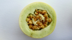 Solanum palinacanthum