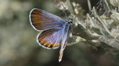 Plebulina emigdionis