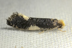 Monopis spilotella