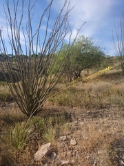 Agave schottii schottii
