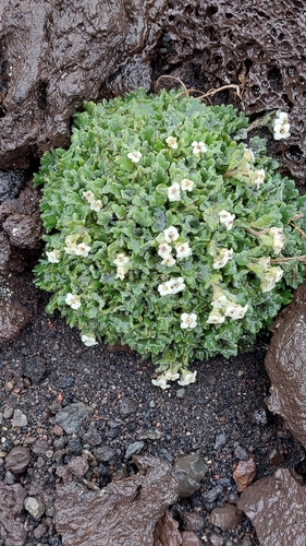 Image of Smelowskia parryoides by no rights reserved