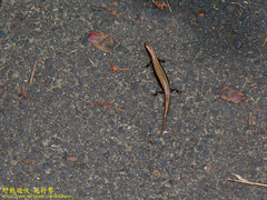 Sphenomorphus indicus