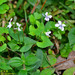 Viola arcuata - Photo (c) Kinmatsu Lin, μερικά δικαιώματα διατηρούνται (CC BY-NC), uploaded by Kinmatsu Lin