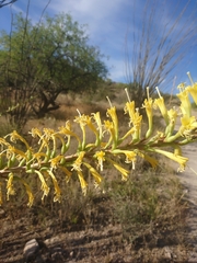 Agave schottii schottii