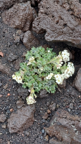 Image of Smelowskia parryoides by no rights reserved