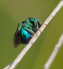 Euperilampus triangularis