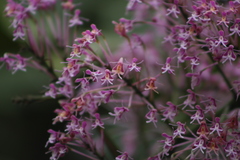 Epidendrum atacazoicum