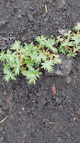 Image of Potentilla vulcanicola by no rights reserved