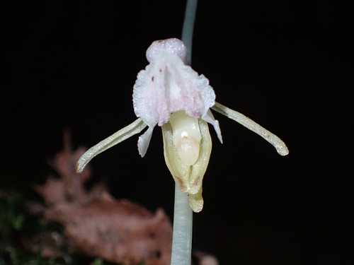 Image of Epipogium aphyllum by (c) Elias, some rights reserved (CC BY)
