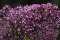 Epidendrum atacazoicum
