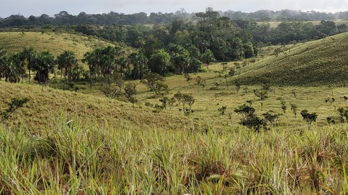 Symphonia globulifera - Habitat
