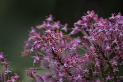 Epidendrum atacazoicum